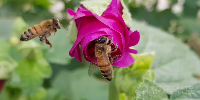 경기도, 월동꿀벌 피해 복구를 위한 여왕벌 1만 마리 증식 착수