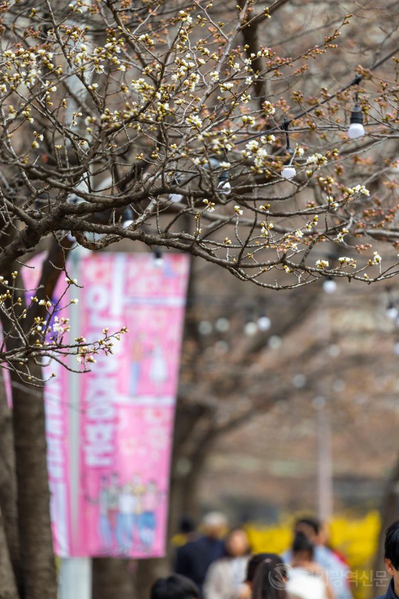 사진1) 마음은 벌써 봄_안양벚꽃축제 산책로.JPG